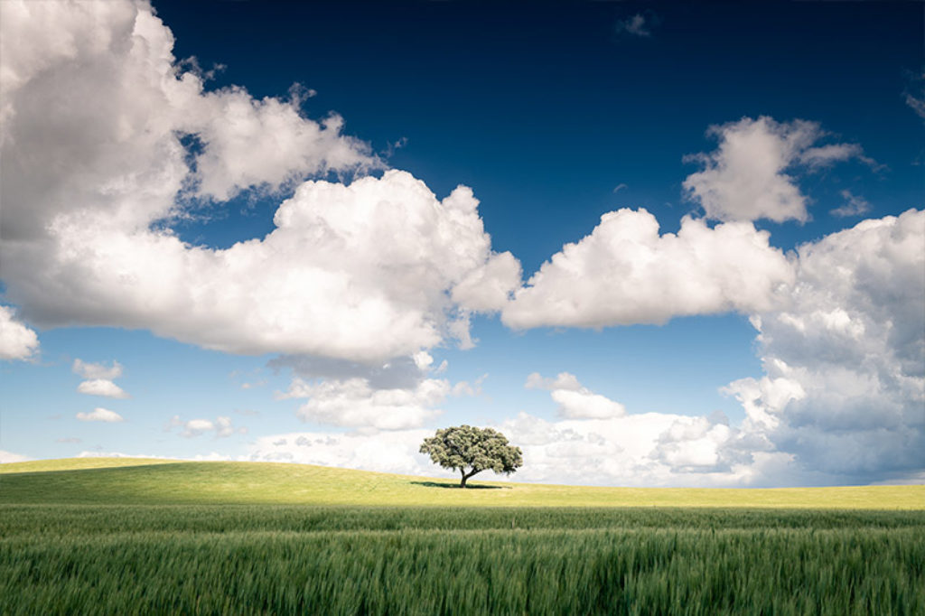 Arbre sur une coline surplombé de nuages