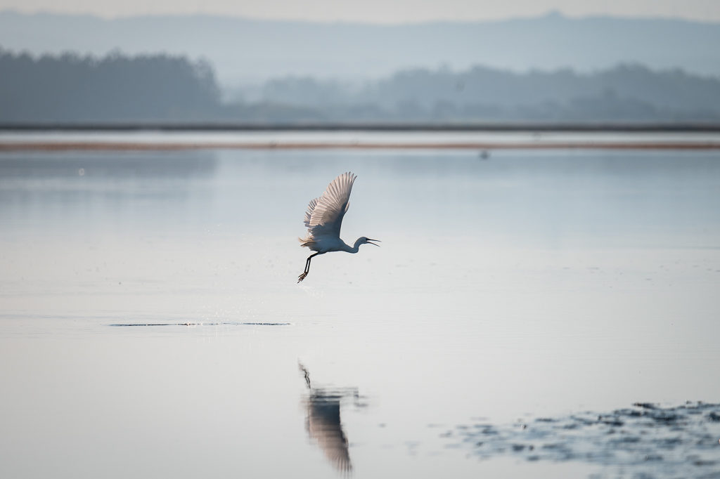 Envol d'un oiseau sur le fleuve Alveiro au Portugal