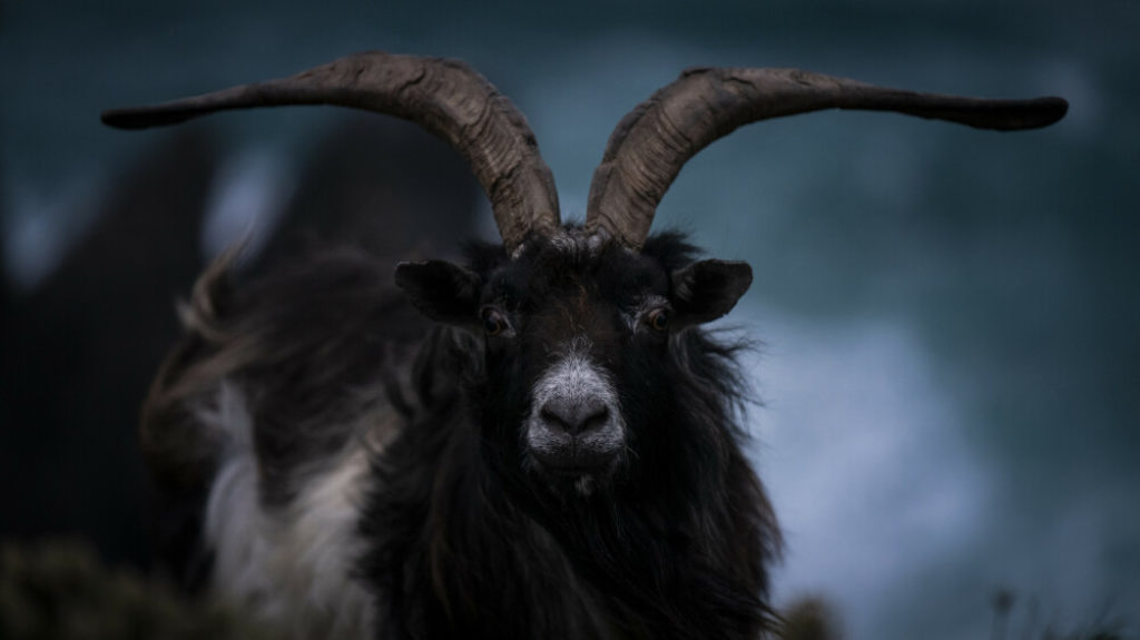 Photo en couleurs d'une chèvre des pyrénées