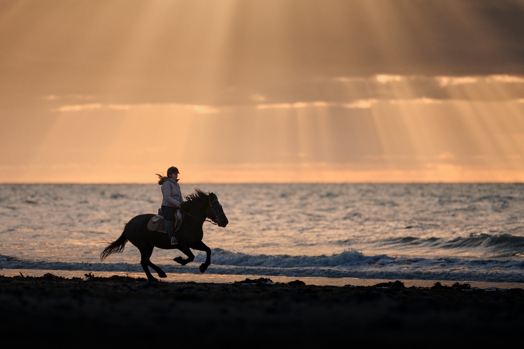 Photo d'un cheval galopant sur la plage par un photographe équestre proche de Saint-Lô : Martyn photography