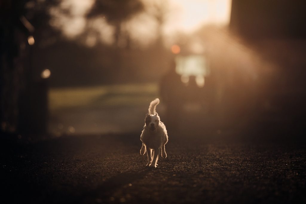 Séance photo avec un chien